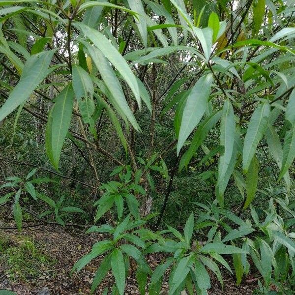 Solanum aviculare (Kangaroo-apple)