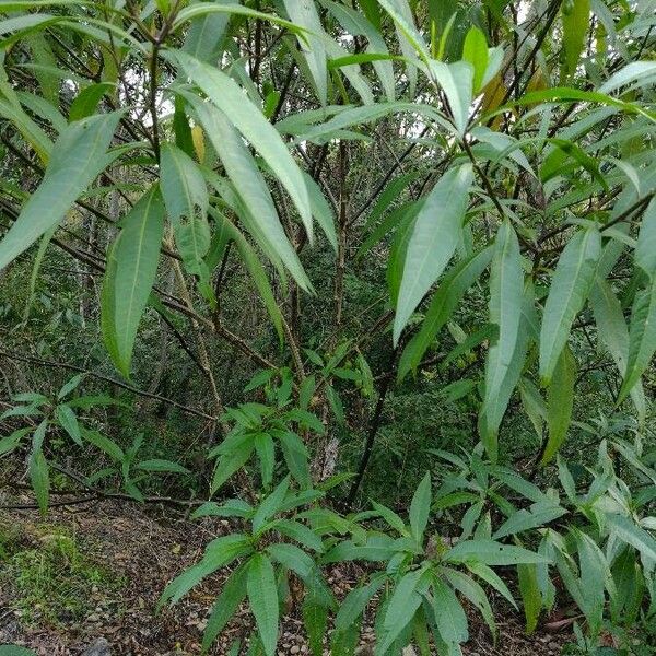 Solanum aviculare Habit