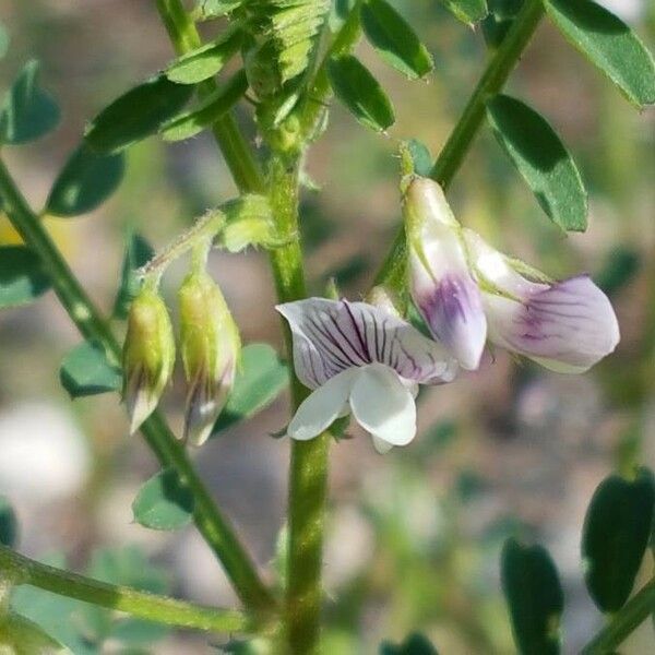 Vicia ervilia 花