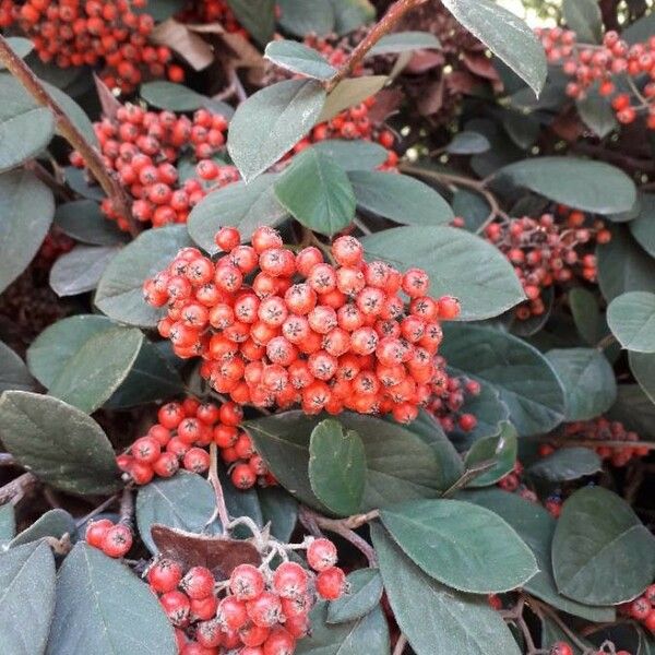 Cotoneaster coriaceus Frukt