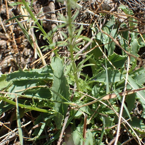 Anarrhinum bellidifolium 葉