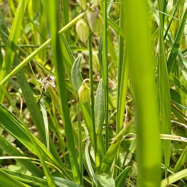 Polygala comosa Leaf