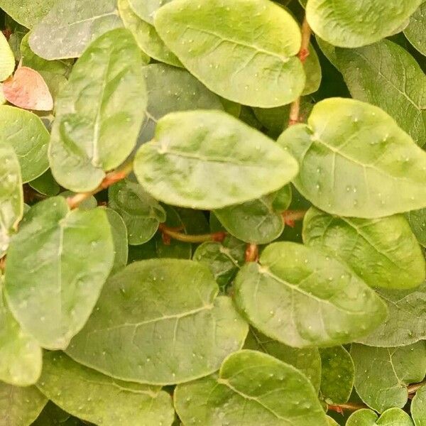 Ficus pumila পাতা