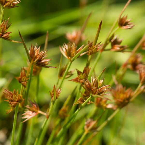 Juncus capitatus Autre