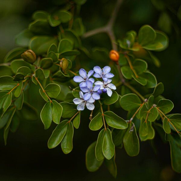 Guaiacum officinale Flower