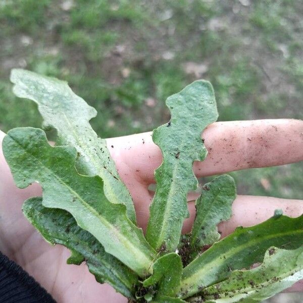 Hypochaeris radicata Leaf