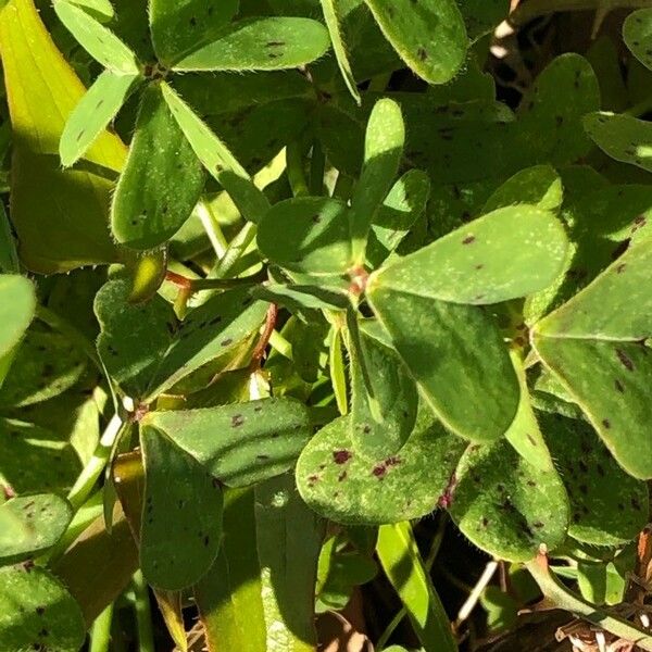 Oxalis pes-caprae Blad