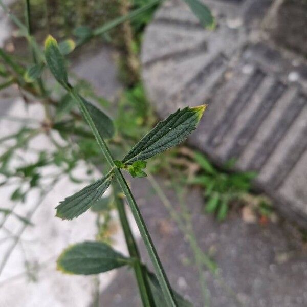 Verbena brasiliensis Deilen