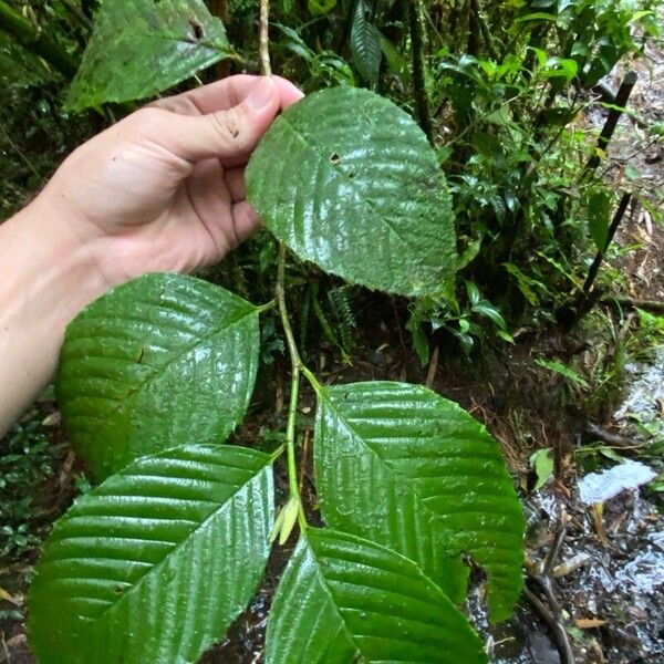 Ticodendron incognitum Foglia