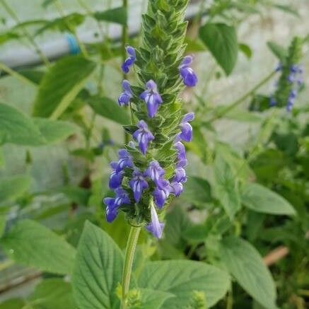 Salvia hispanica Cvet