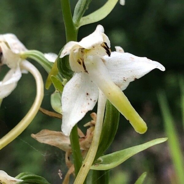 Platanthera chlorantha 花