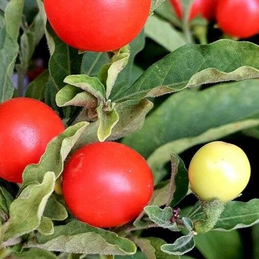 Solanum pseudocapsicum Yaprak