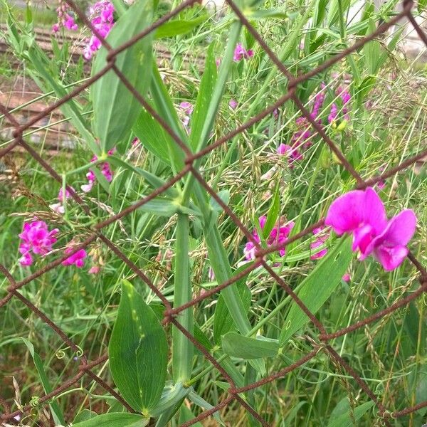 Lathyrus latifolius Flor