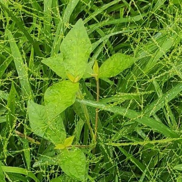 Cyathula prostrata Blad