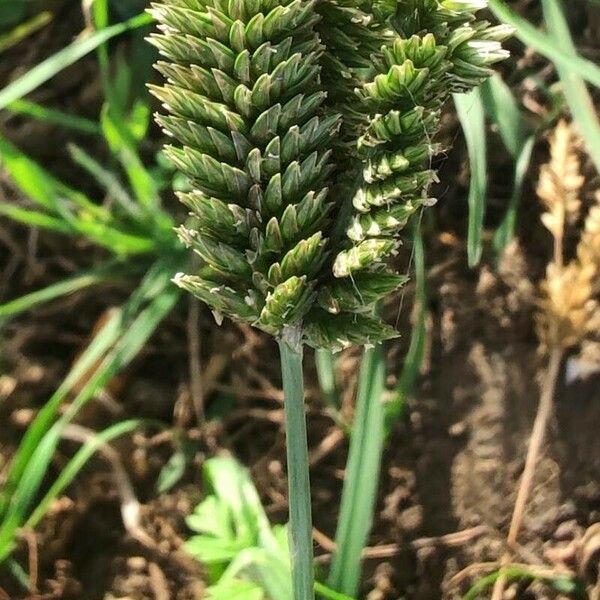 Eleusine tristachya Flower