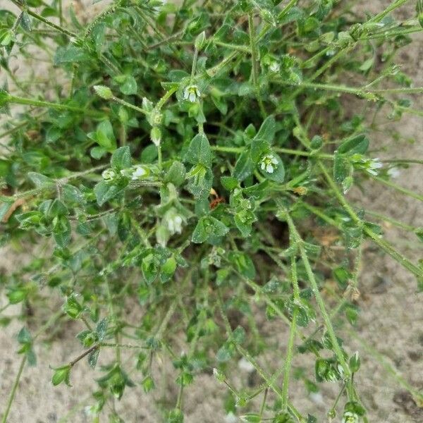 Arenaria serpyllifolia List