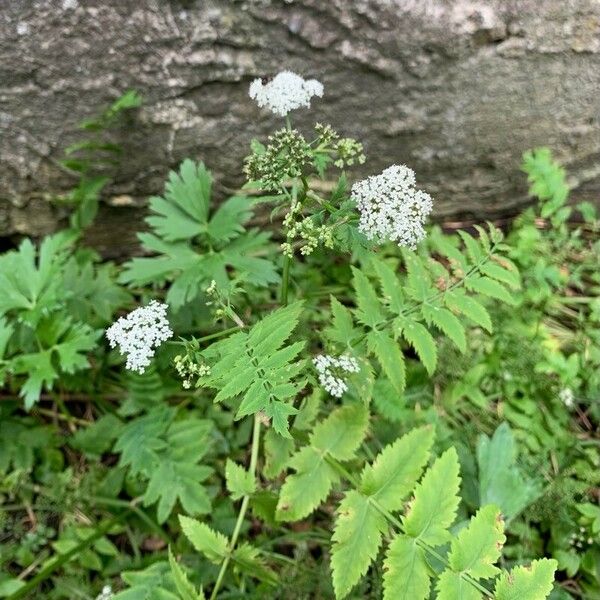 Berula erecta Квітка