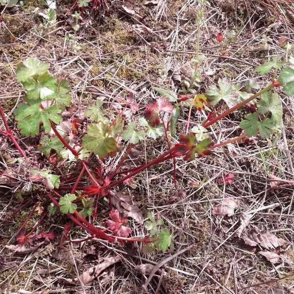 Geranium lucidum Habit