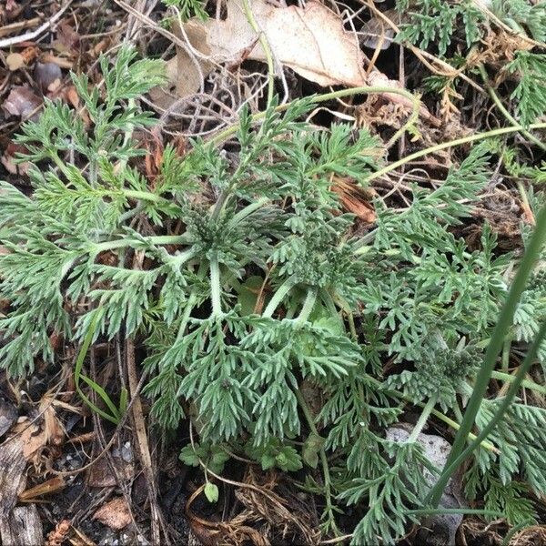 Erodium glandulosum Levél