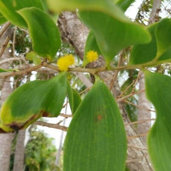 Acacia simplex Flower