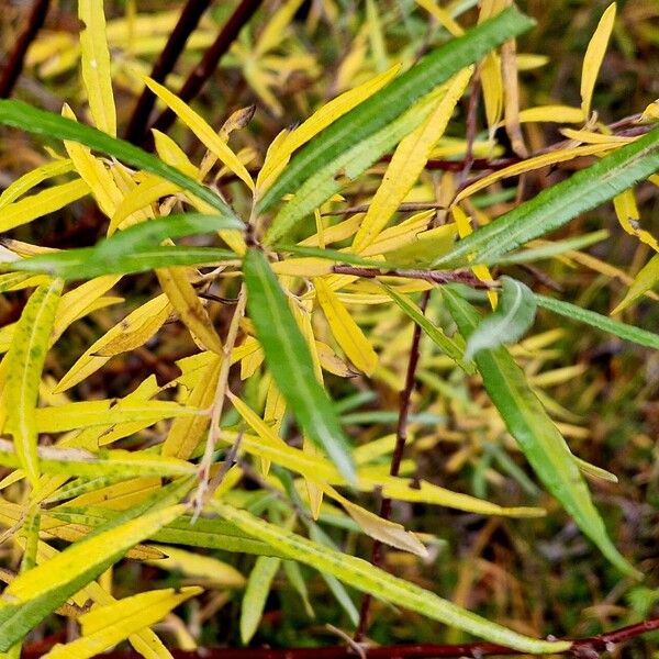 Salix eleagnos Leaf