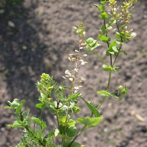 Lepidium perfoliatum Vivejo