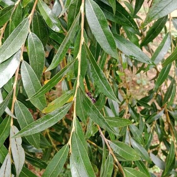 Salix alba Blatt