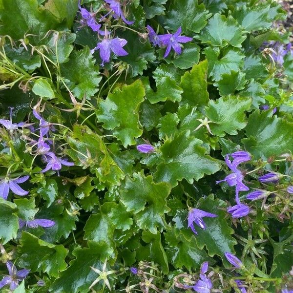 Campanula garganica Fuelha