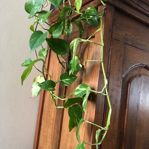 Pothos chinensis Levél