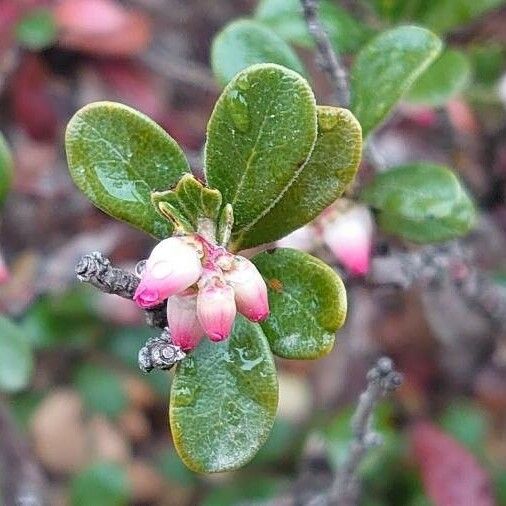 Arctostaphylos uva-ursi ফুল