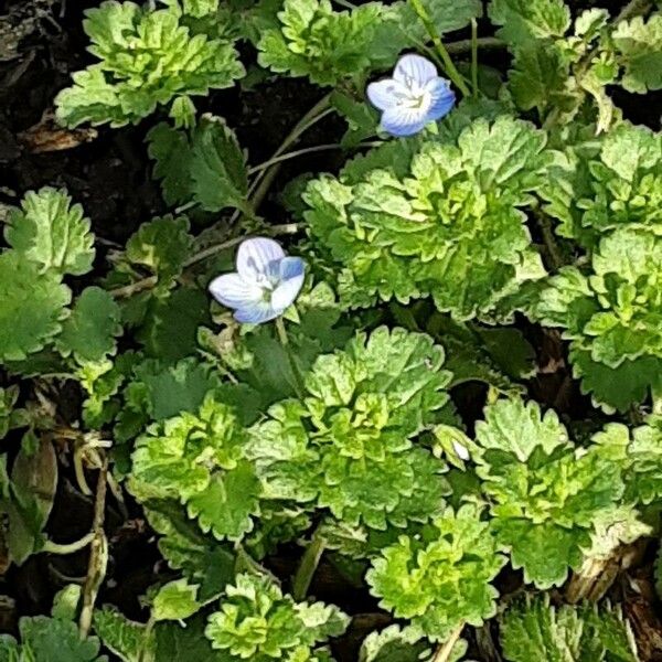 Veronica polita Habitus