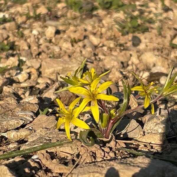 Gagea villosa Flower