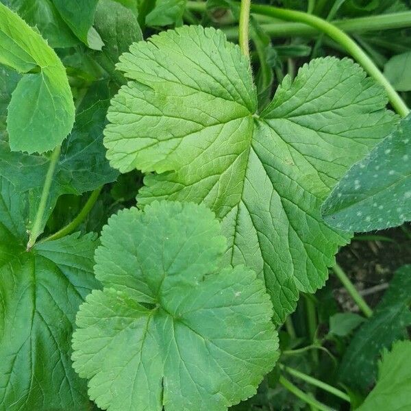 Geum macrophyllum Foglia