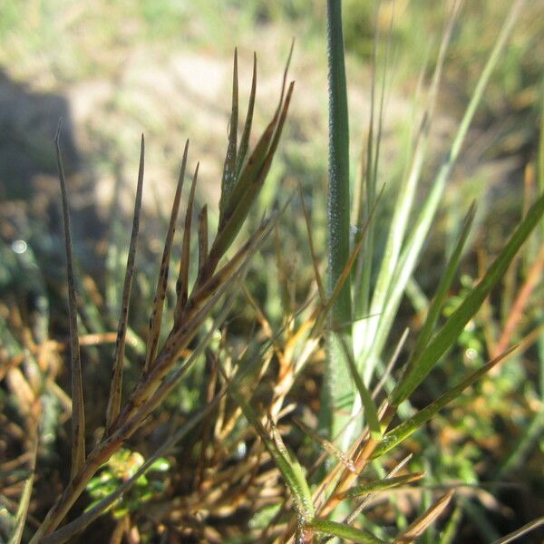 Distichlis spicata Hábitos