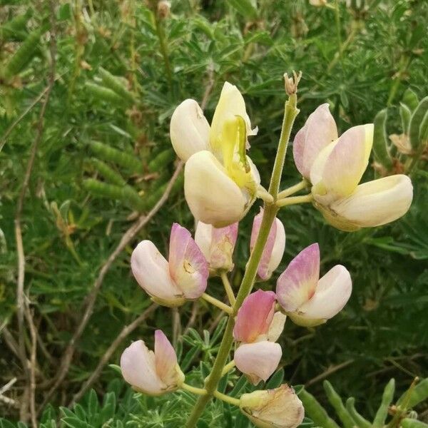 Lupinus albus Flower