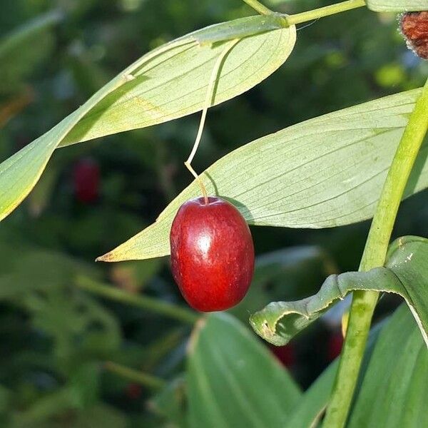 Streptopus amplexifolius Frucht