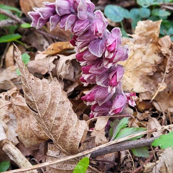 Lathraea squamaria Cvet