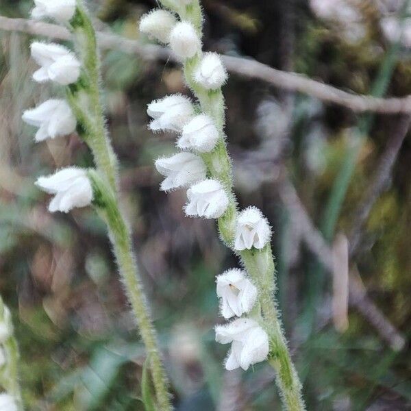 Goodyera repens Blomma