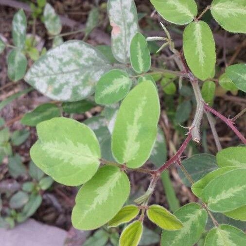 Desmodium uncinatum Лист