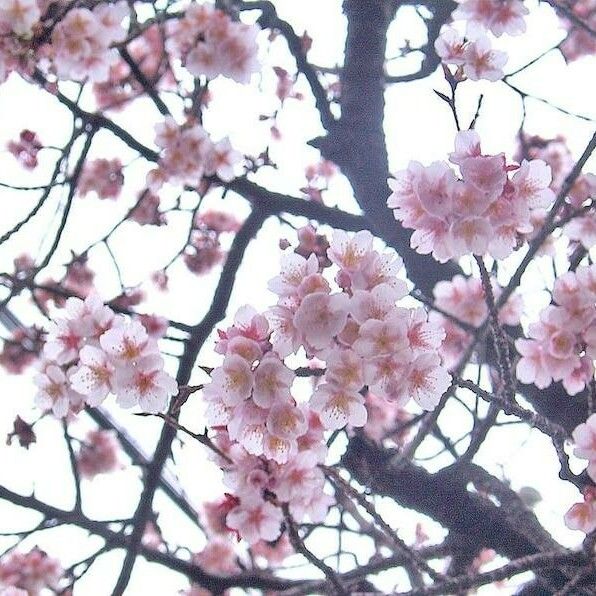 Prunus campanulata Floare