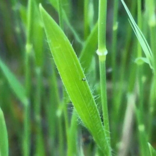 Brachypodium distachyon Folha