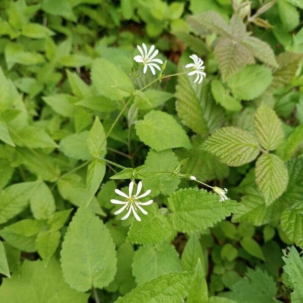 Stellaria nemorum 花