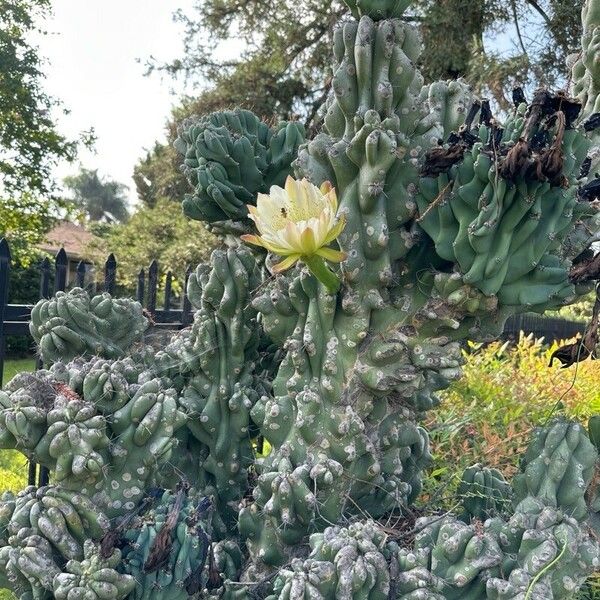 Cereus hildmannianus Flower