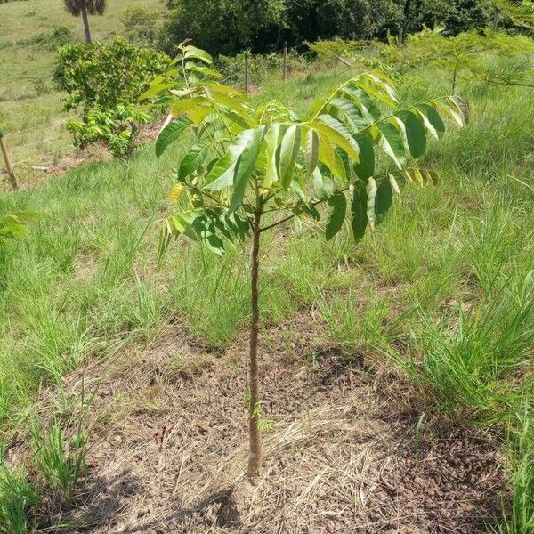 Toona ciliata Blad