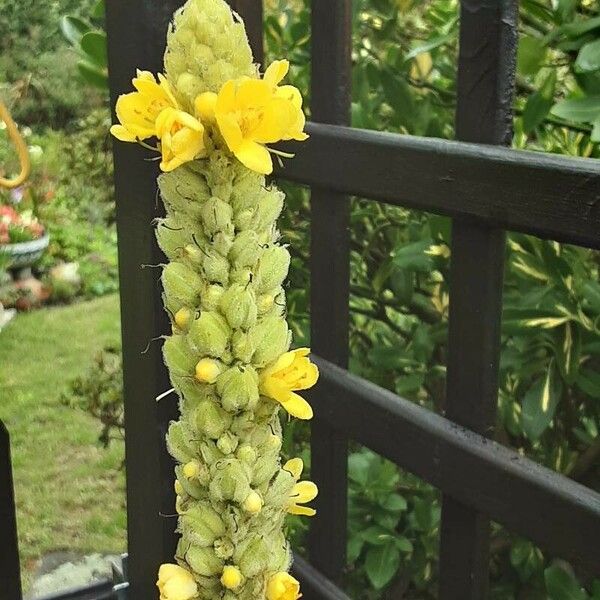 Verbascum thapsus Flor