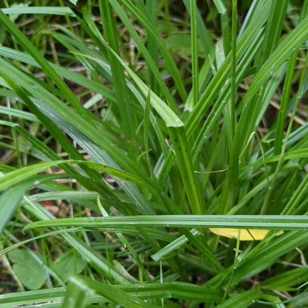 Carex sylvatica পাতা