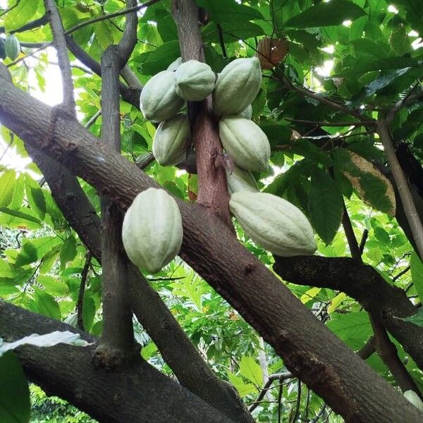 Theobroma cacao ᱡᱚ