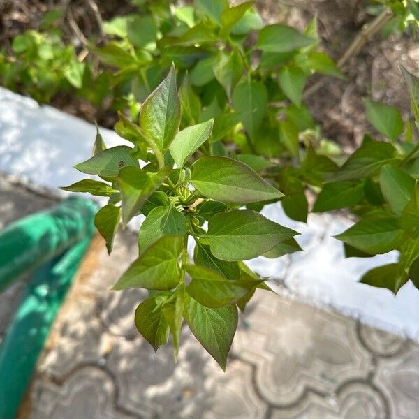 Syringa vulgaris Leaf