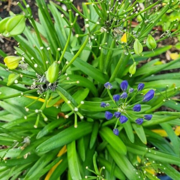 Agapanthus umbellatus عادت