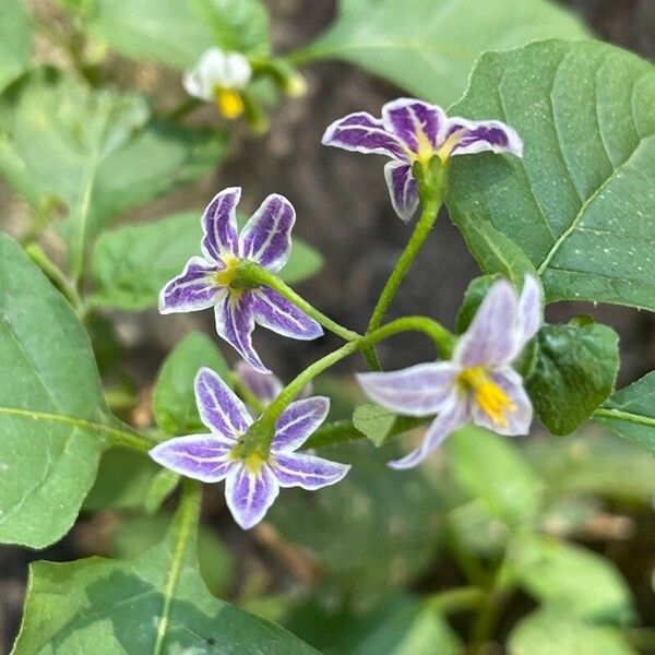 Solanum douglasii Kwiat